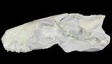 Oreodont (Merycoidodon) Partial Skull - Wyoming #66883-3